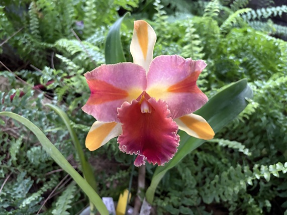 カトレア交配種クサビ 色違い ぼかし他