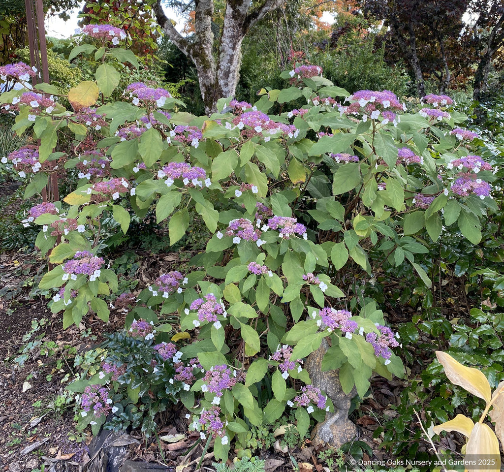 Hydrangea aspera ssp. kawakamii DJHT 7051, Lace Cap Hydrangea