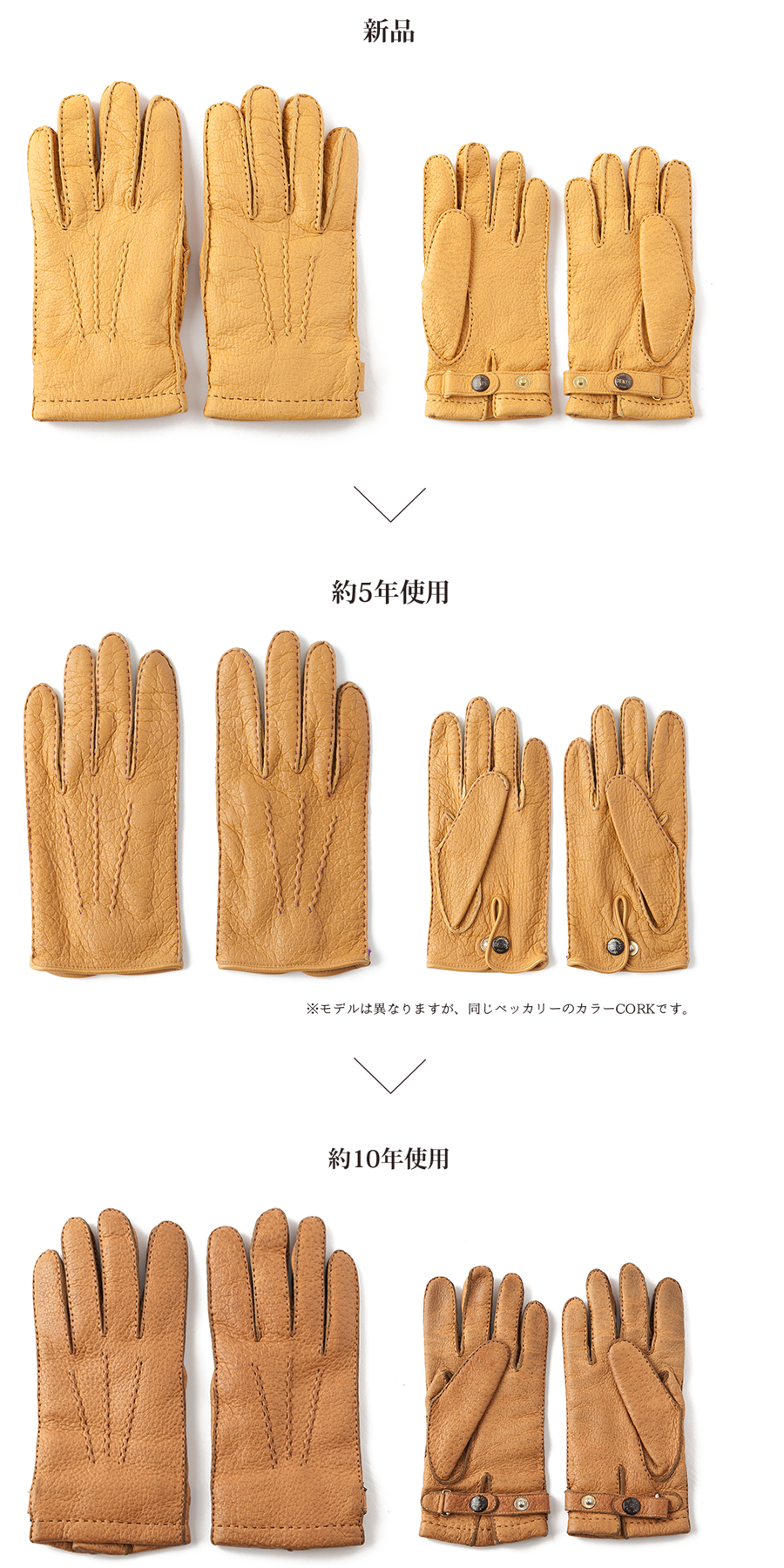 DENTS Peccary Cork. MASHIMO&CO - 真下商事株式会社のオンラインショップ