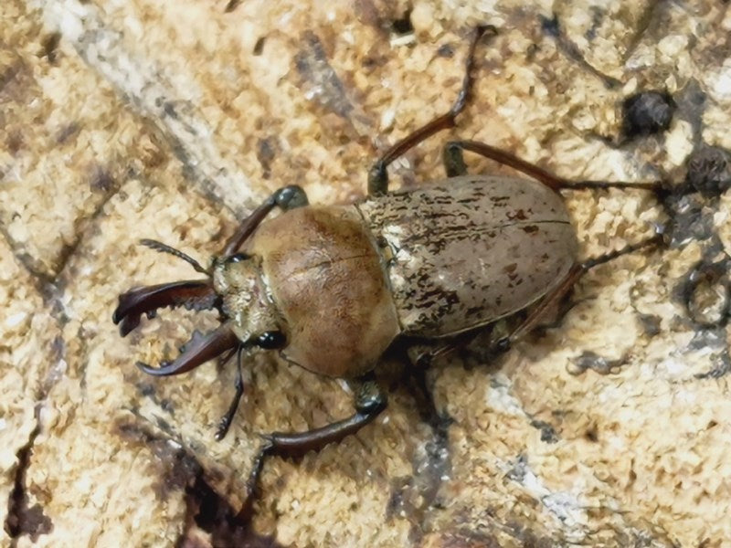 ハイイロクワガタ オーストラリア North Queensland Garradung Pally