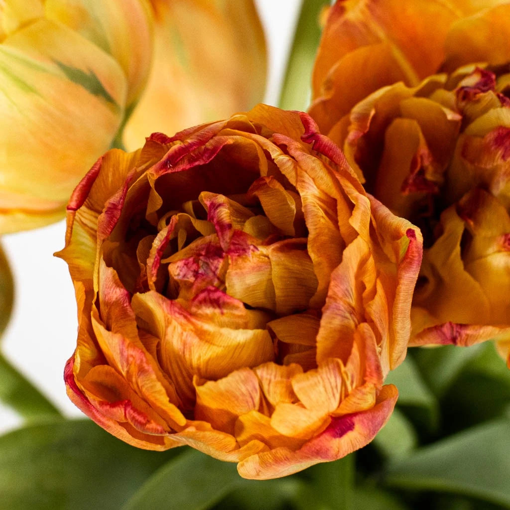 Buy Wholesale Orange Valdivia Double Tulips in Bulk - FiftyFlowers