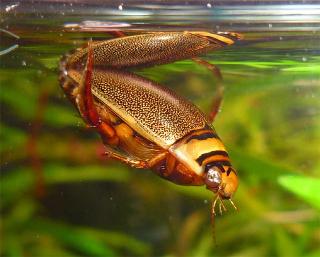 カラフトマルガタゲンゴロウ