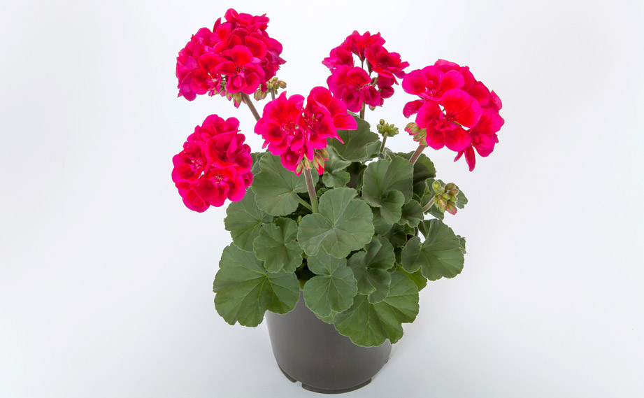 ゼラニウム MOJO｜WEBカタログ｜未来アグリス株式会社|未来アグリス