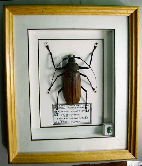 額入り昆虫標本 カミキリムシ