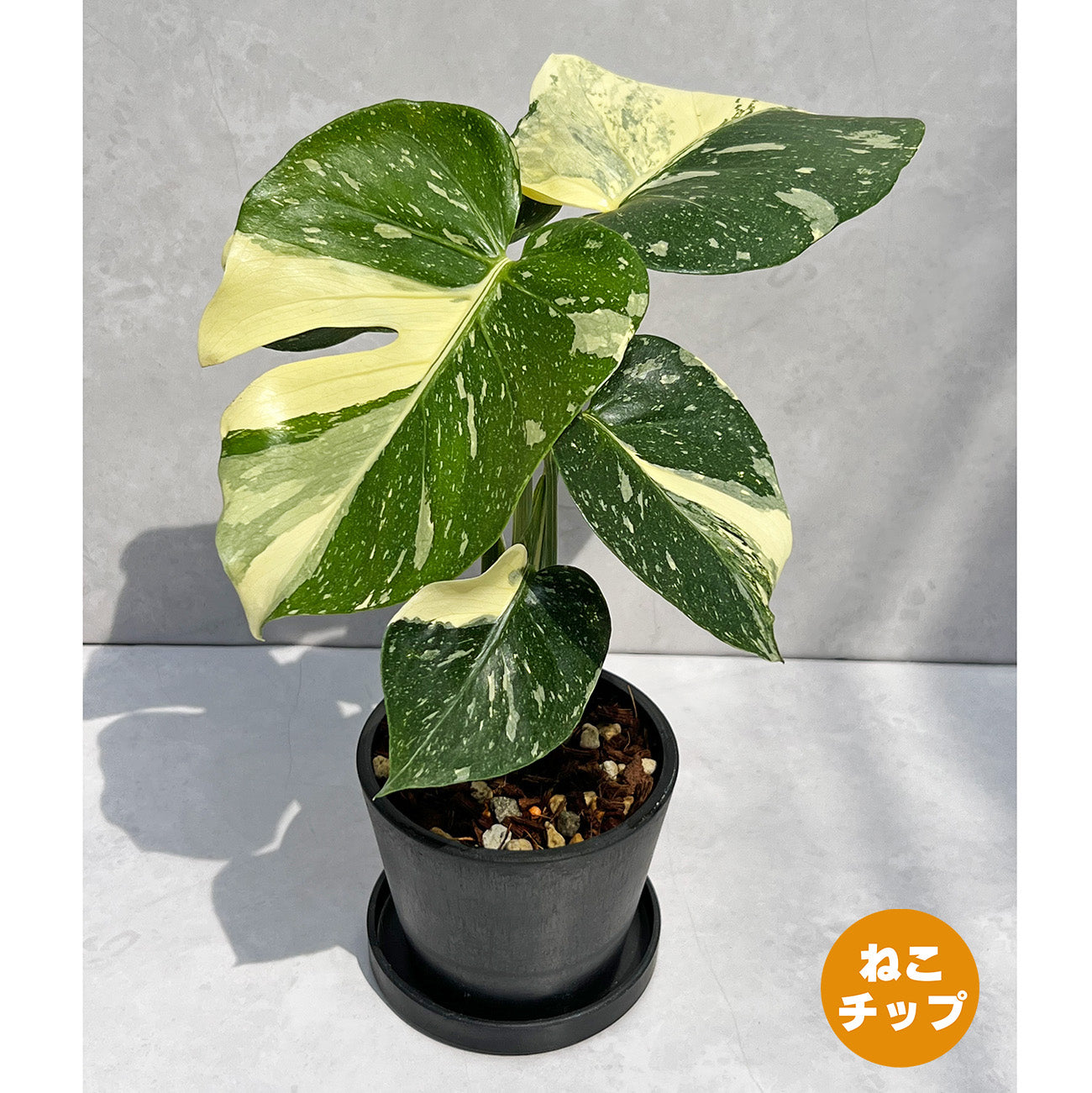 一点もの】モンステラ デリシオーサ タイコンステレーション クリーム