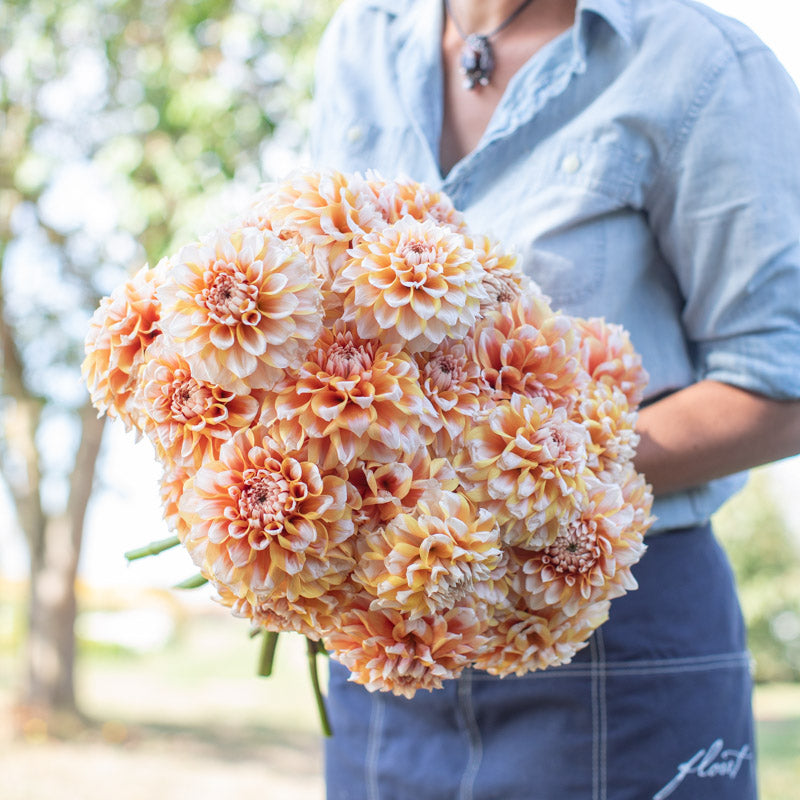 Dahlia Hollyhill Orange Ice – Floret Library