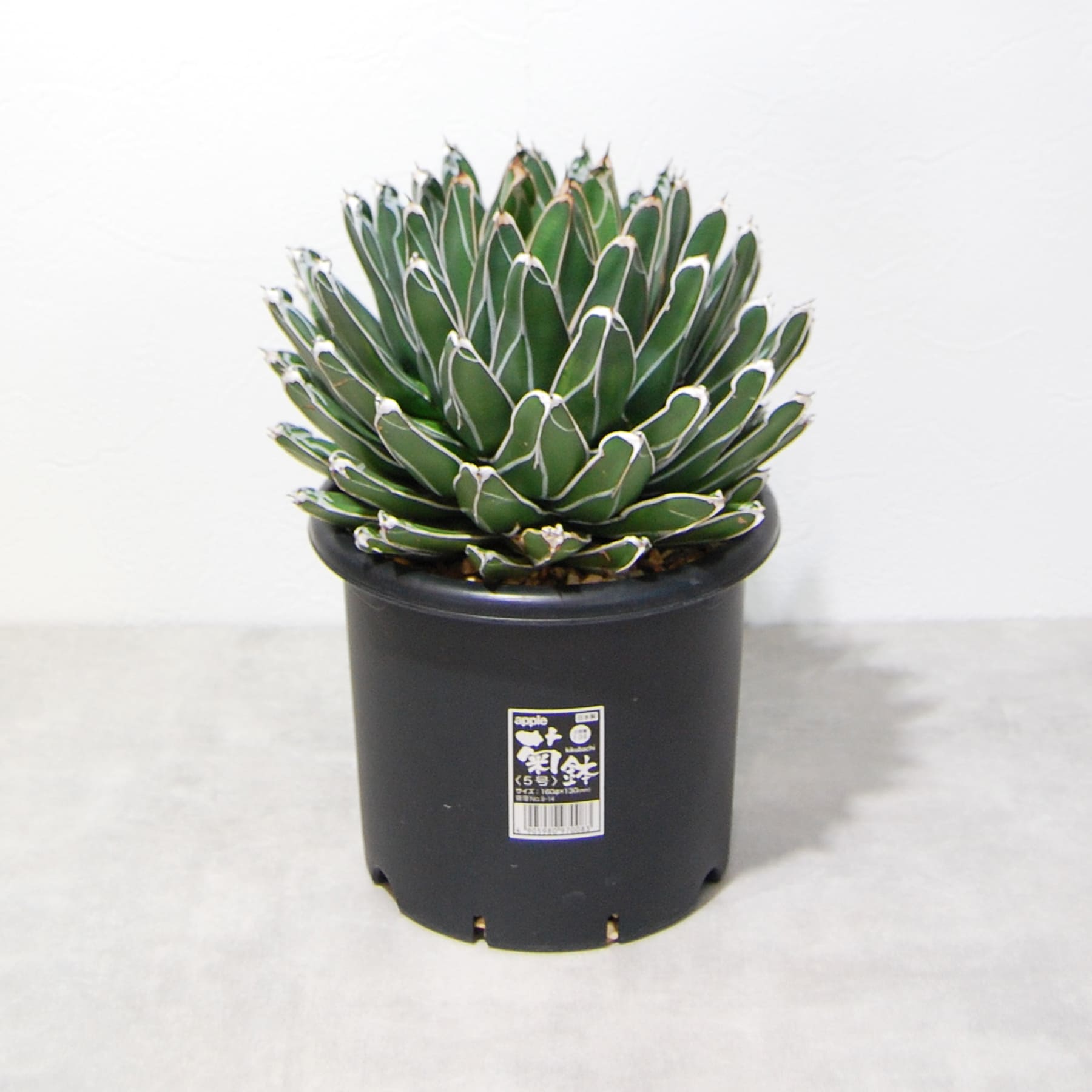 アガベ 笹の雪 005 – linkplants -リンクプランツ-