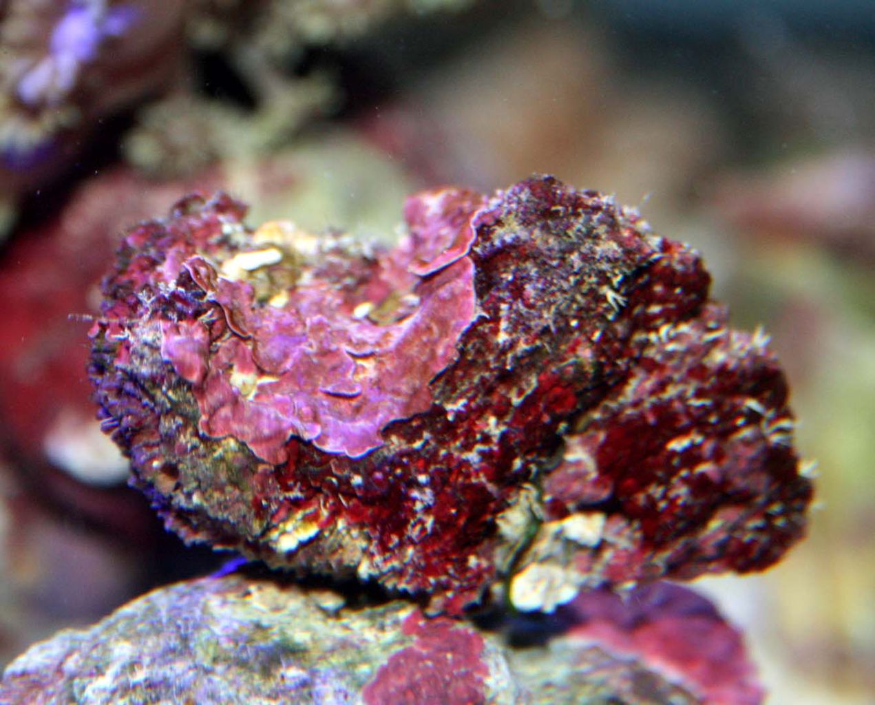 ライブロックの選び方は ライブロックの醍醐味は | くまぱぱのブログ