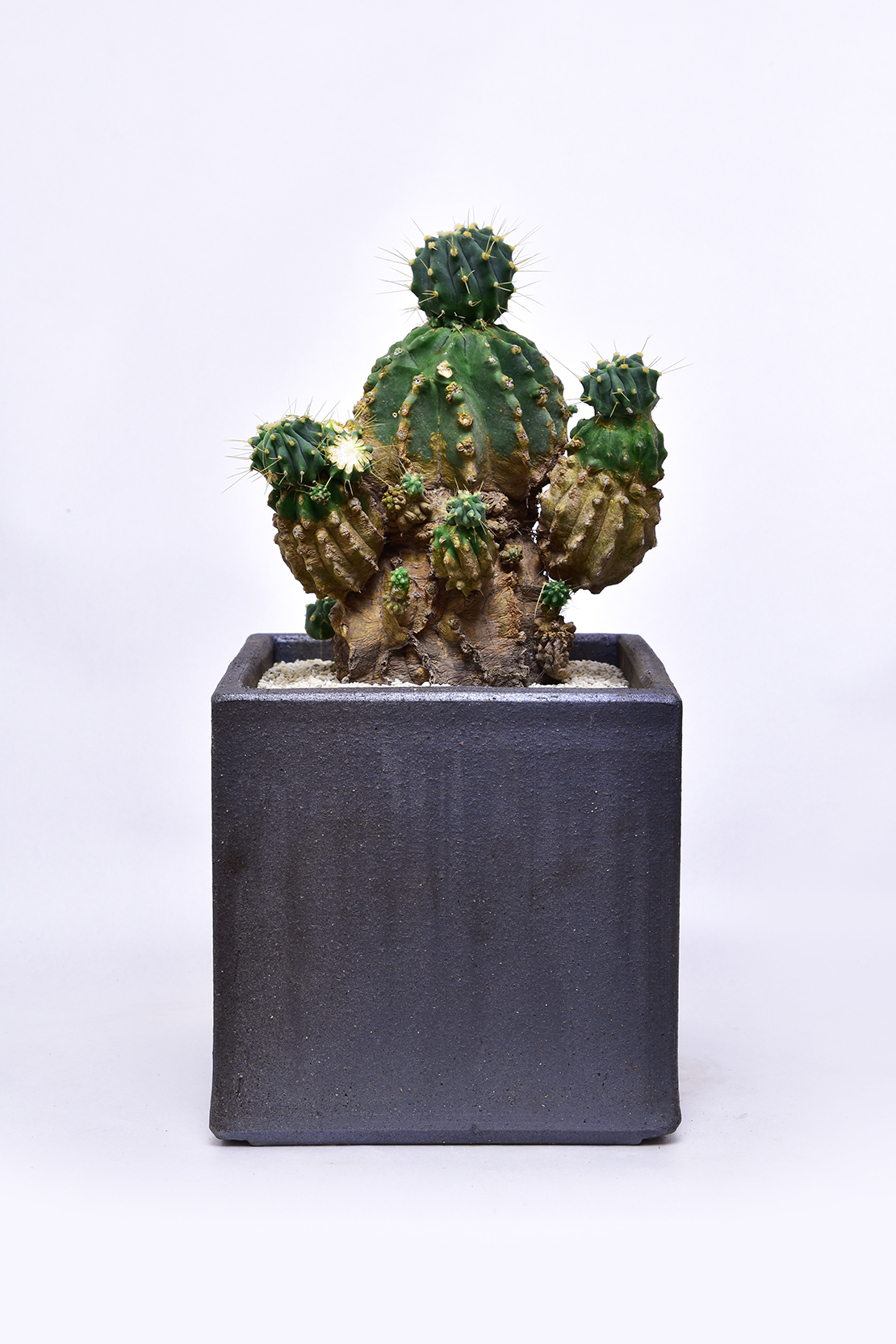 フェロカクタス 刺無王冠竜 古木 | 叢 – くさむら – Qusamura