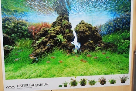 ADA 雲山石 | D-aqua Blog