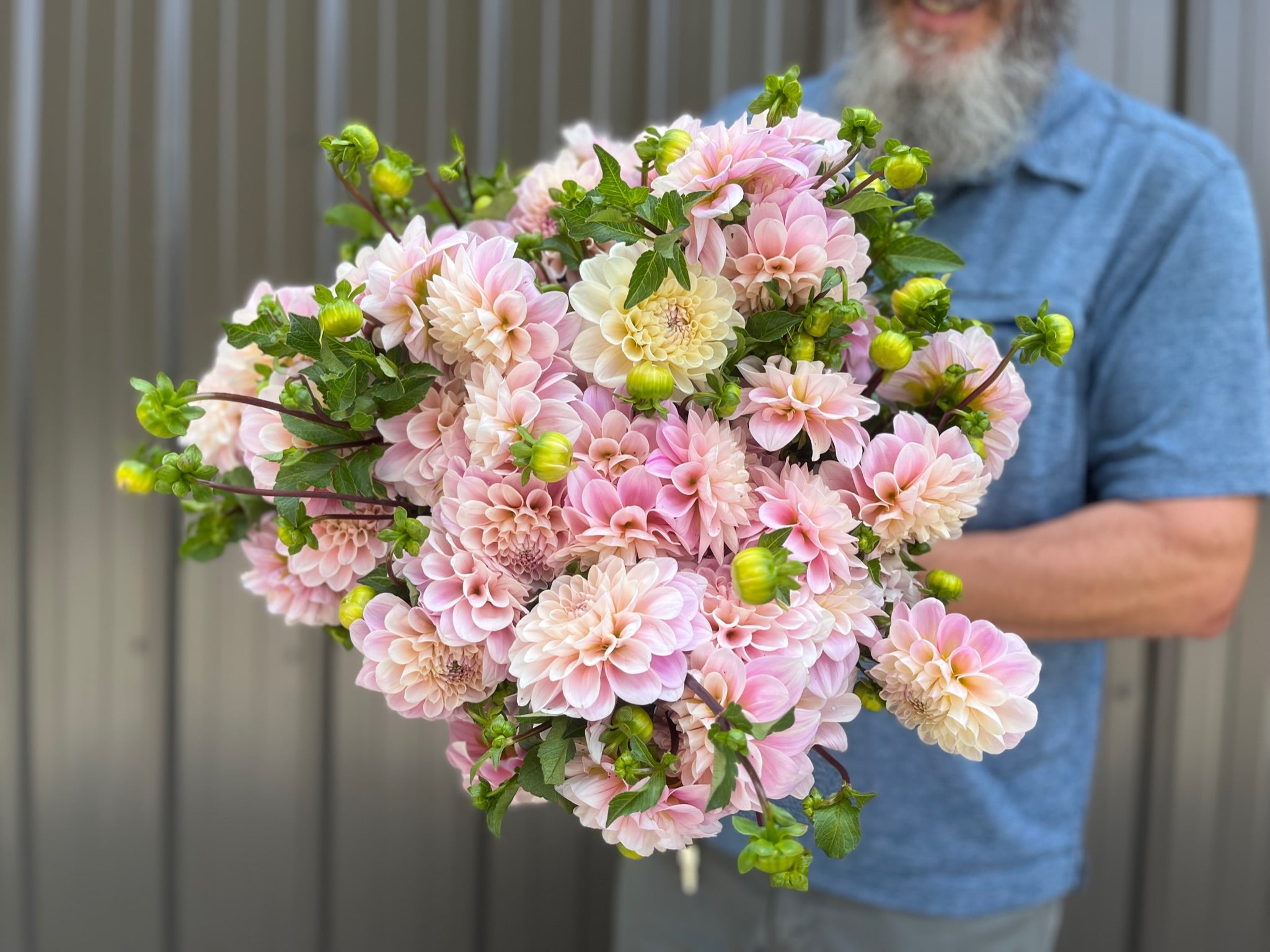 Dahlia Tuber Sweet Nathalie | Sunny Meadows Flower Farm