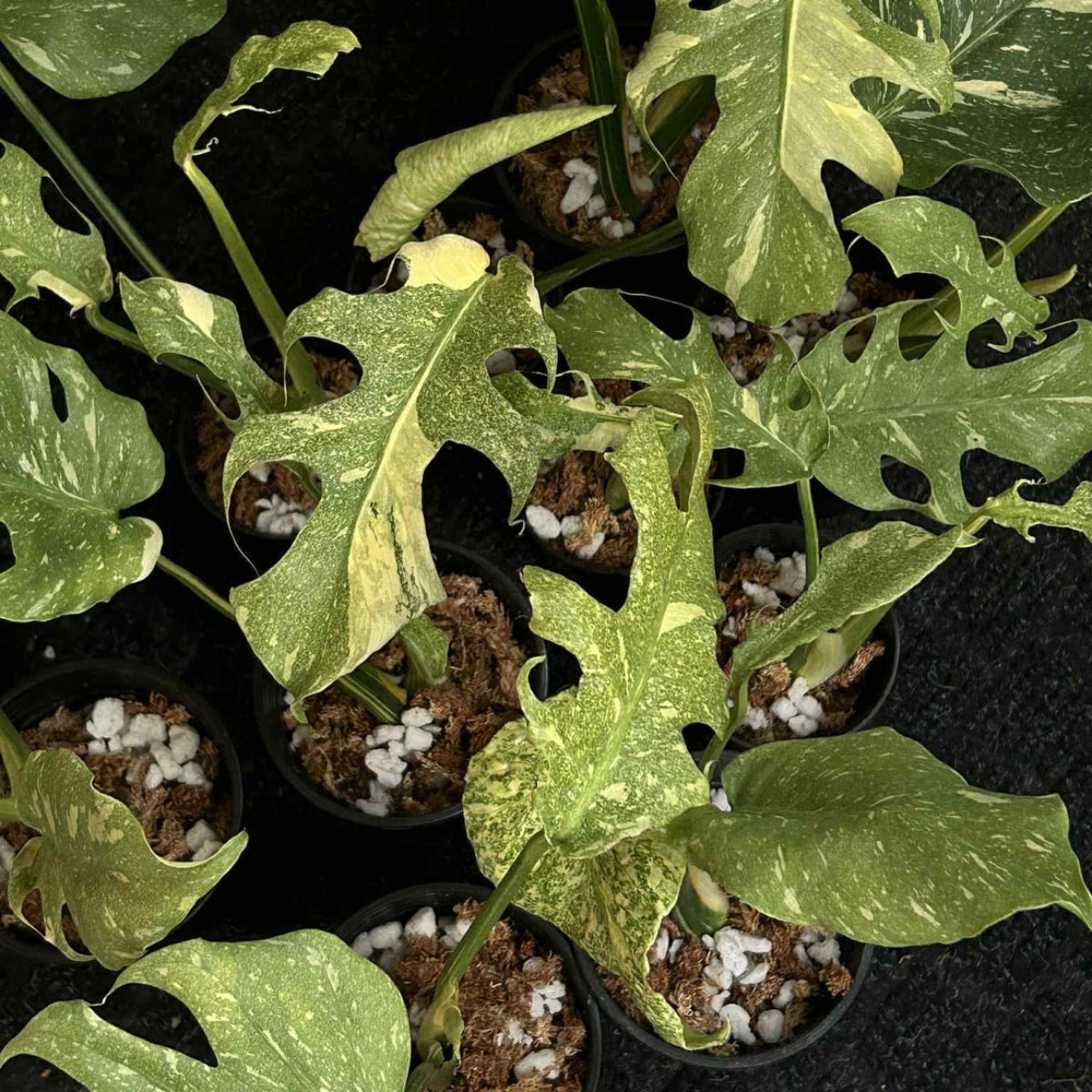 コレクション/希少】モンステラ デリシオーサ 'スターライト' – RARE