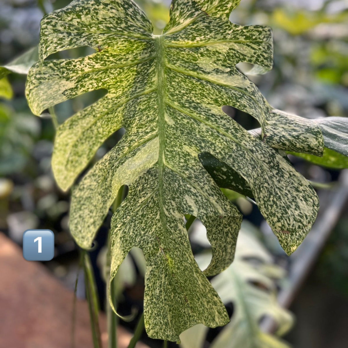 希少】モンステラ・デリシオーサ 'タイコンステレーション【スター