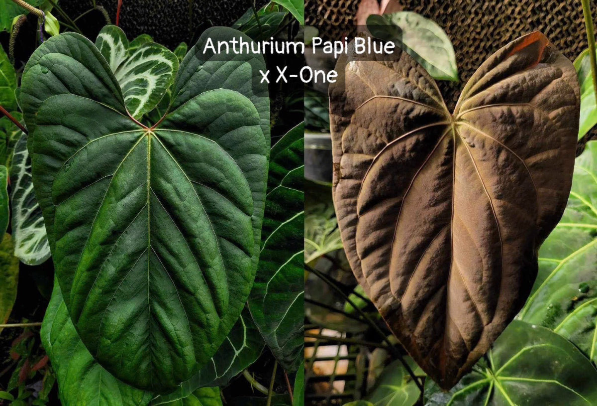 アンスリウム Anthurium 'Blue papillilaminum' × 'X-One' – RARE