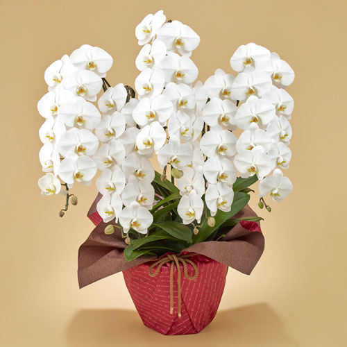 胡蝶蘭（ホワイト）5本立ち」 | 花・花束を贈るフラワーギフト通販の