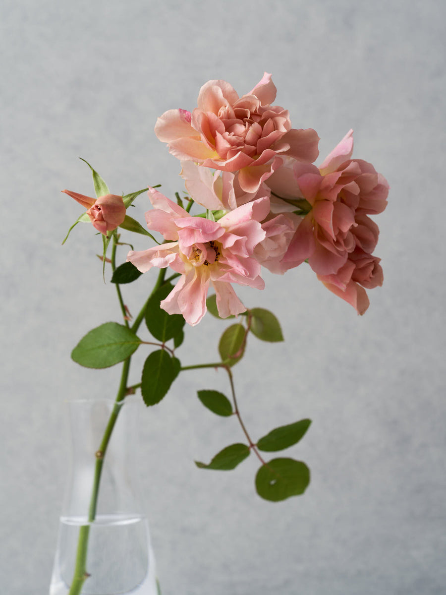 そら sola – WABARA online store