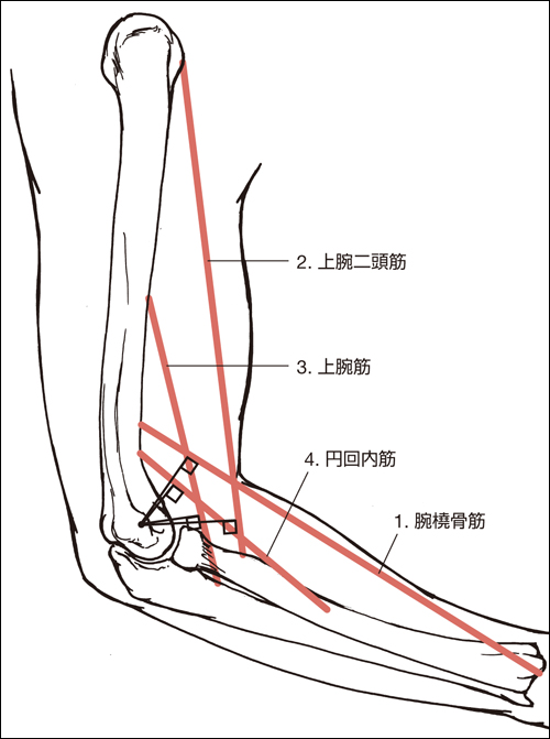 オーチスのキネシオロジー・原著第2版