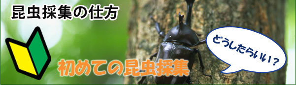 昆虫採集 昆虫標本用品の専門ショップ 志賀昆虫オンラインショップ