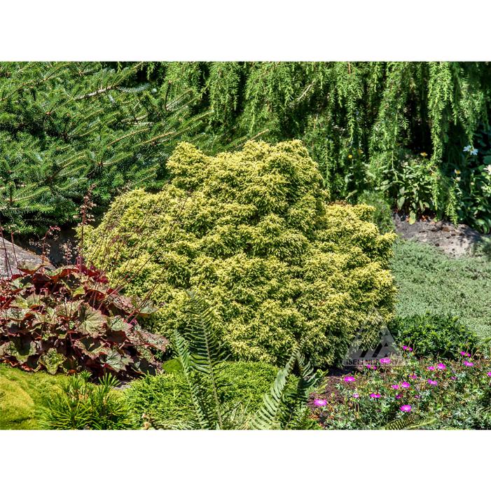 Twinkle Toes Dwarf Japanese Cedar | Sooner Plant Farm