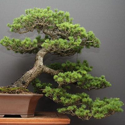 瑞祥五葉松 大品盆栽 樹齢40年の一点物盆栽を販売｜盆栽妙 – 盆栽妙 本店