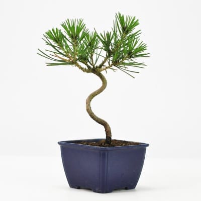 盆栽素材 黒松ミニ 曲ありを販売｜盆栽妙 – 盆栽妙 本店