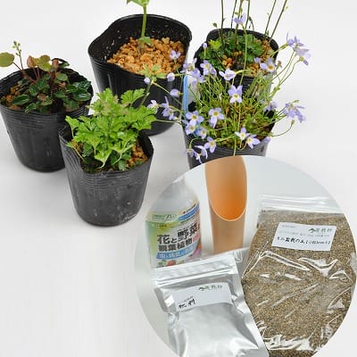 季節の山野草と植え替えセット バイカオウレンの盆栽を販売｜盆栽妙