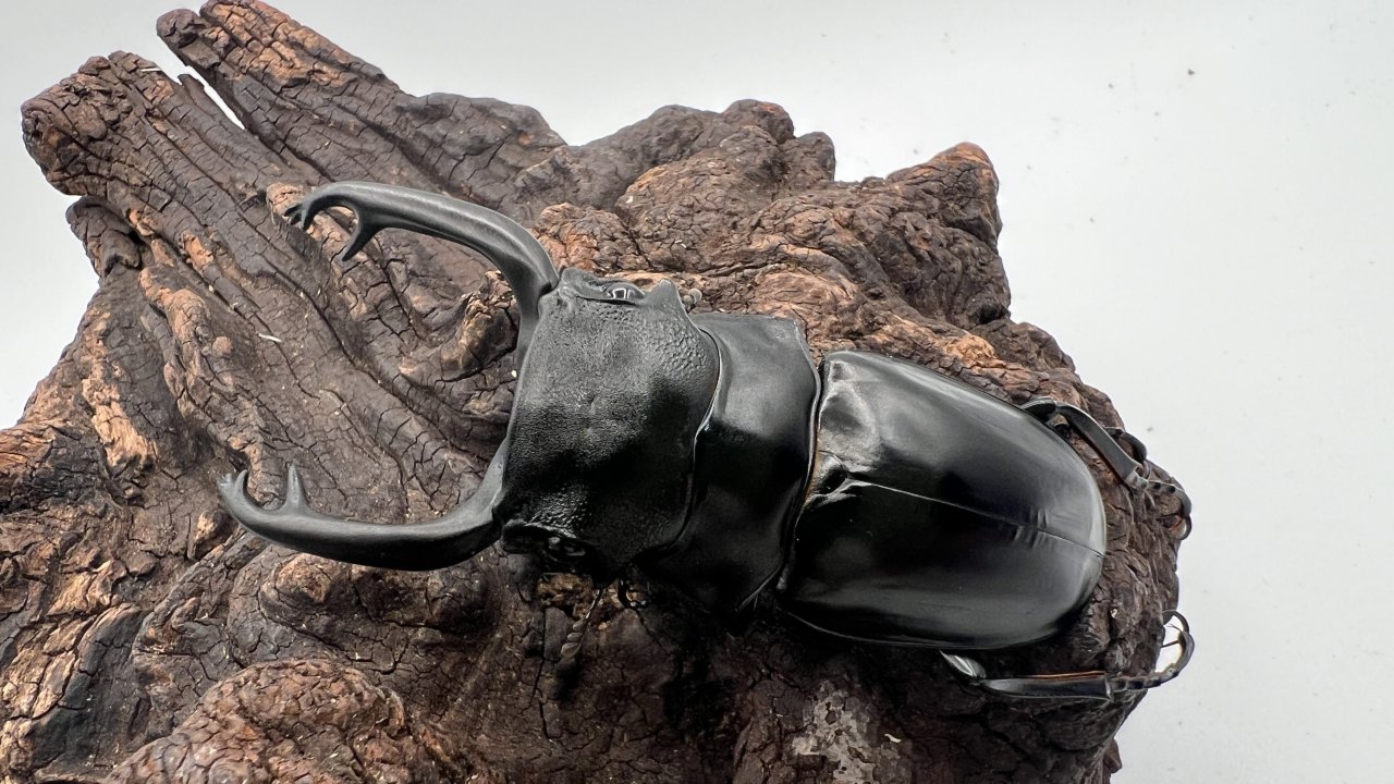 スチーブンスツヤクワガタの飼育方法｜ペアリングから幼虫管理まで