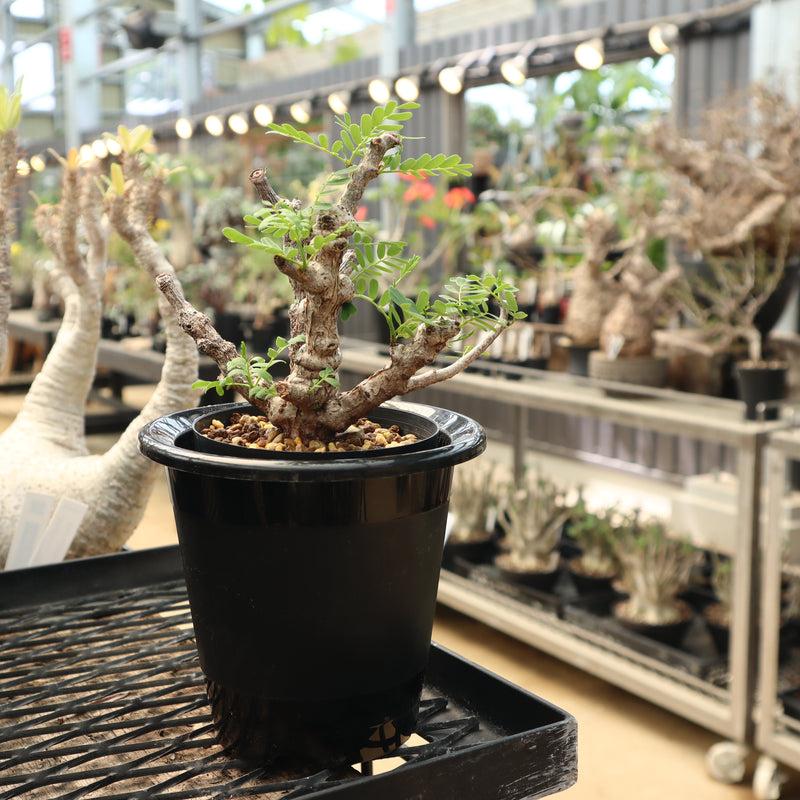 すごい根】サークリング防止二重鉢 – TaiShoDo ONLINE SHOP