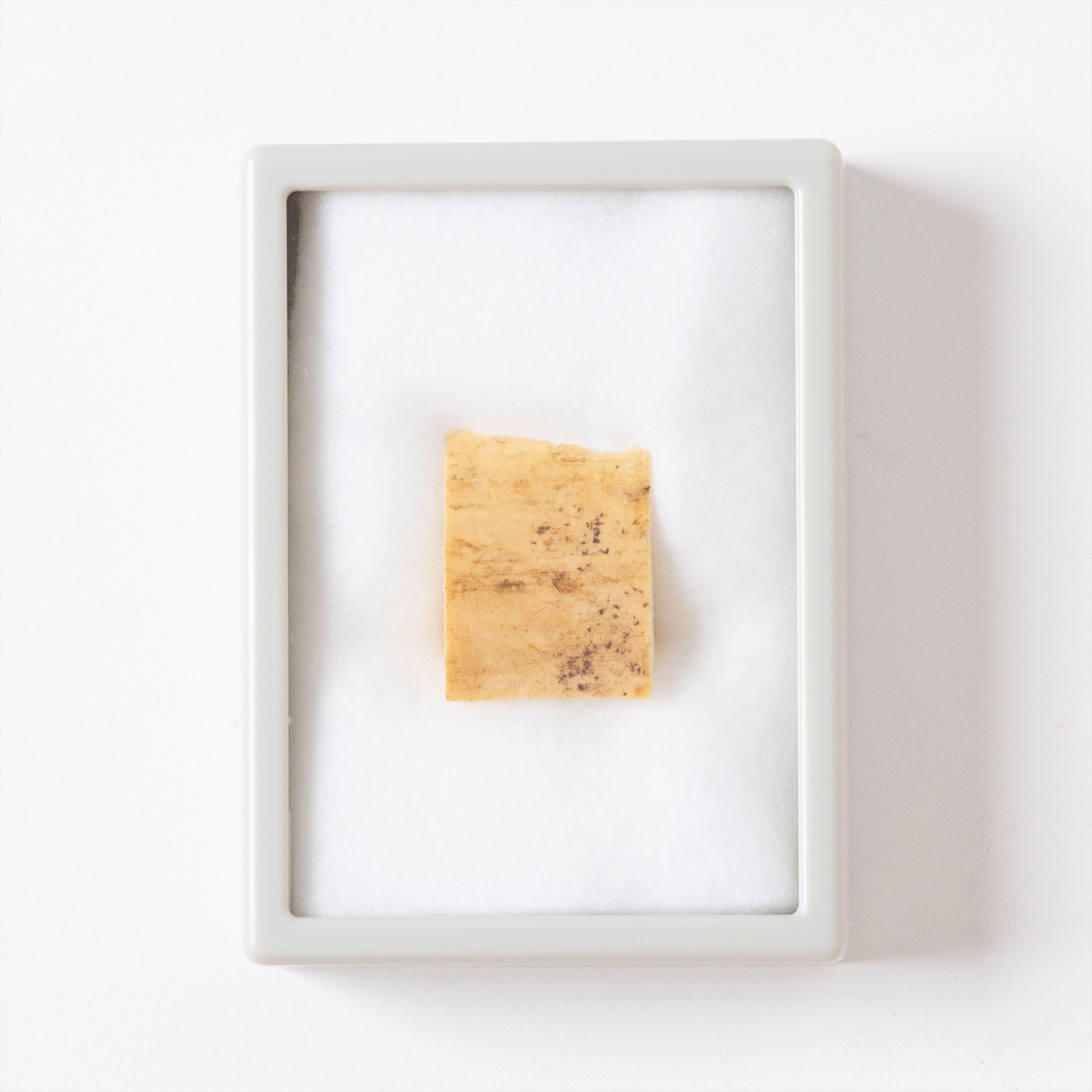 楽天市場】マンモス 牙の通販