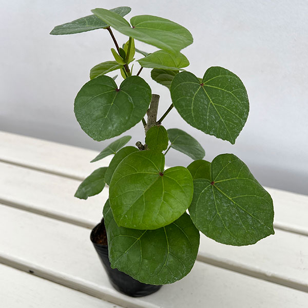 楽天市場】オオハマボウ（花・ガーデン・DIY）の通販