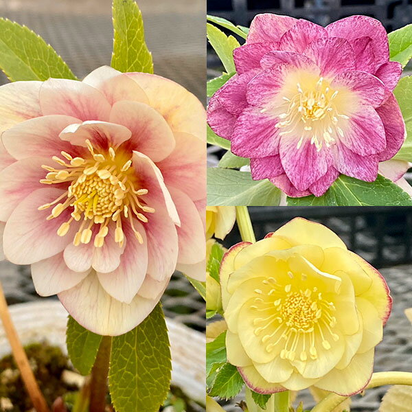 楽天市場】大木ナーセリー クリスマスローズの通販