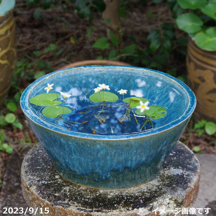 楽天市場】睡蓮鉢 ブルーの通販
