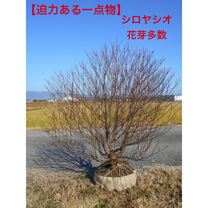 楽天市場】シロヤシオツツジの通販