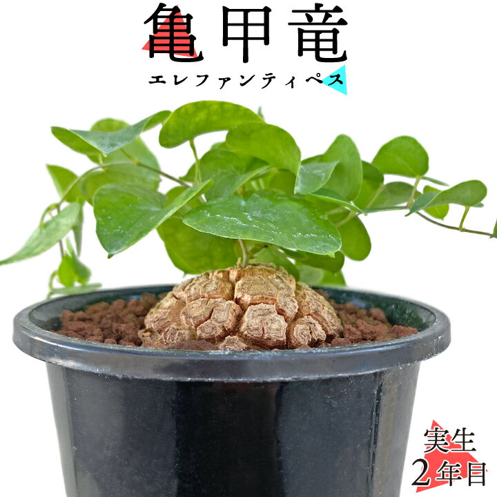 楽天市場】亀甲竜（花・ガーデン・DIY）の通販