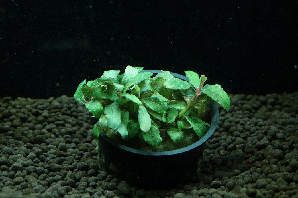 楽天市場】ブセファランドラ ブルーの通販