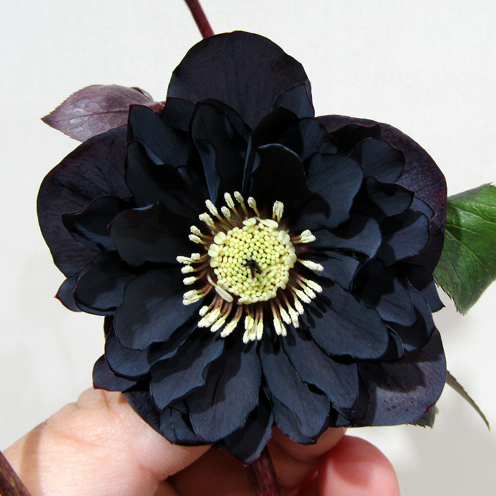 楽天市場】広瀬園芸 クリスマスローズの通販