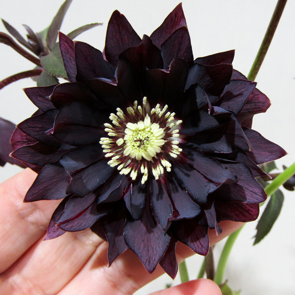 楽天市場】広瀬園芸 クリスマスローズの通販