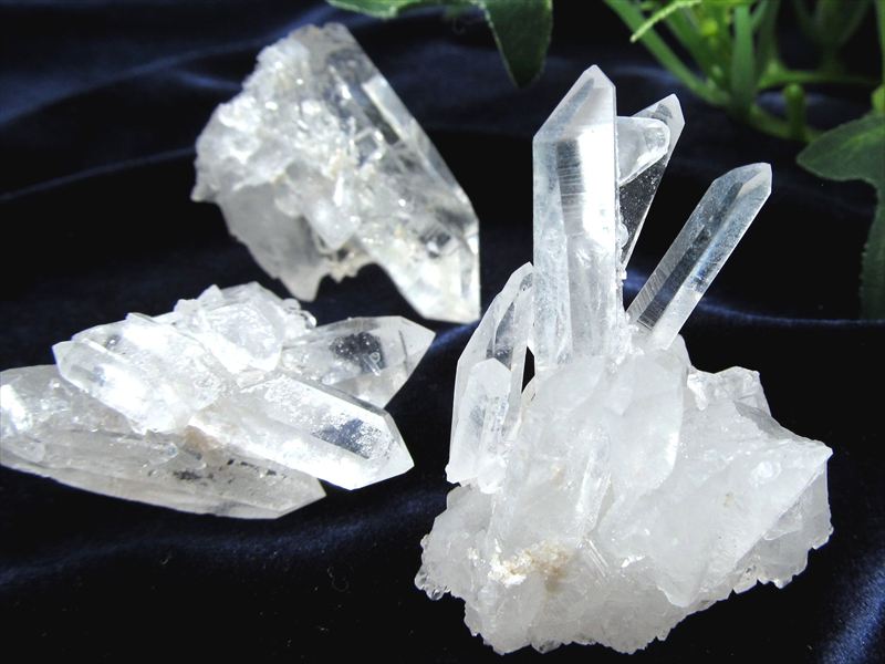 楽天市場】クラスター アーカンソーの通販