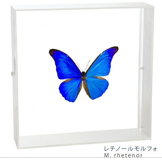 楽天市場】アナクシビアモルフォ 蝶 標本の通販