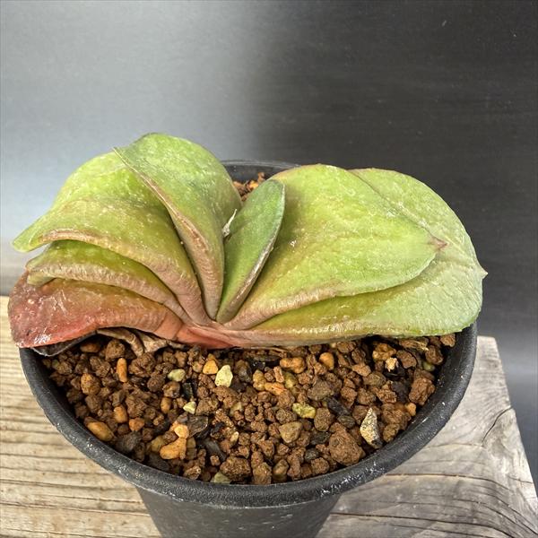 楽天市場】ガステリアの通販