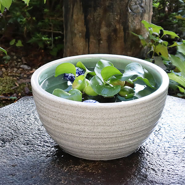 楽天市場】白 ホワイト（種類（植木鉢）睡蓮鉢）（植木鉢｜植木鉢