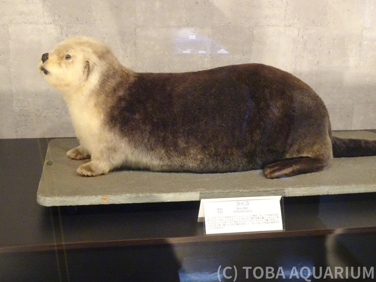 ラッコ | 鳥羽水族館標本資料データベース