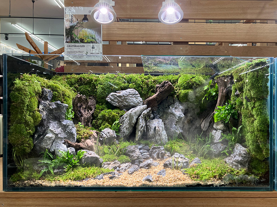 青龍石-7 | 杜若園芸WEBショップ｜水草の生産販売【通販ショップ】