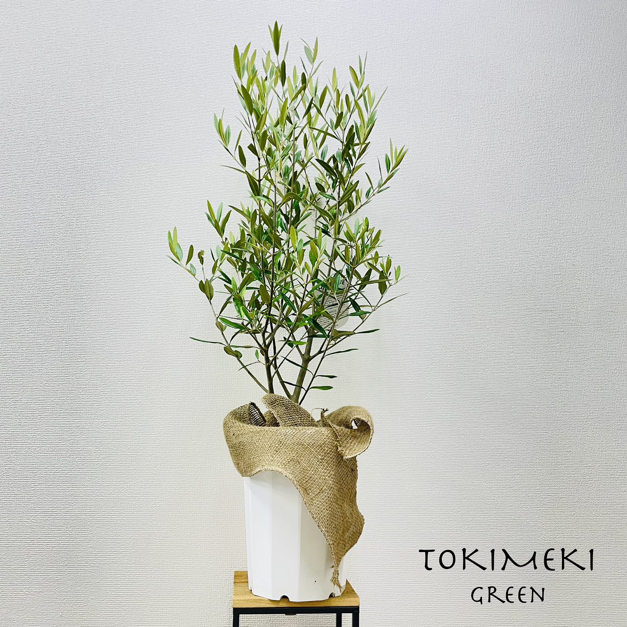 オリーブの木 8号 | TOKIMEKI GREEN