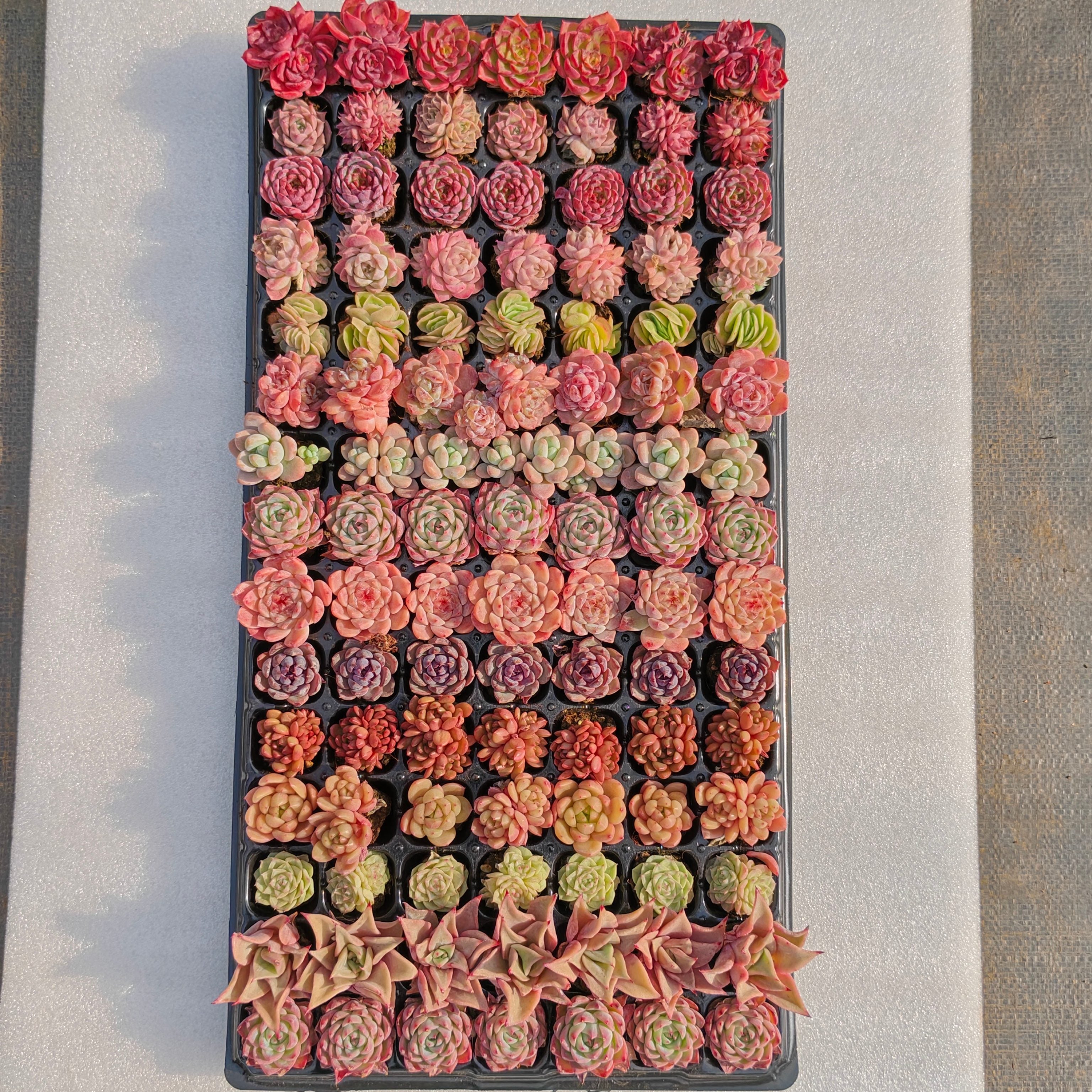 プラグトレー ミックス苗 – Top Succulent®