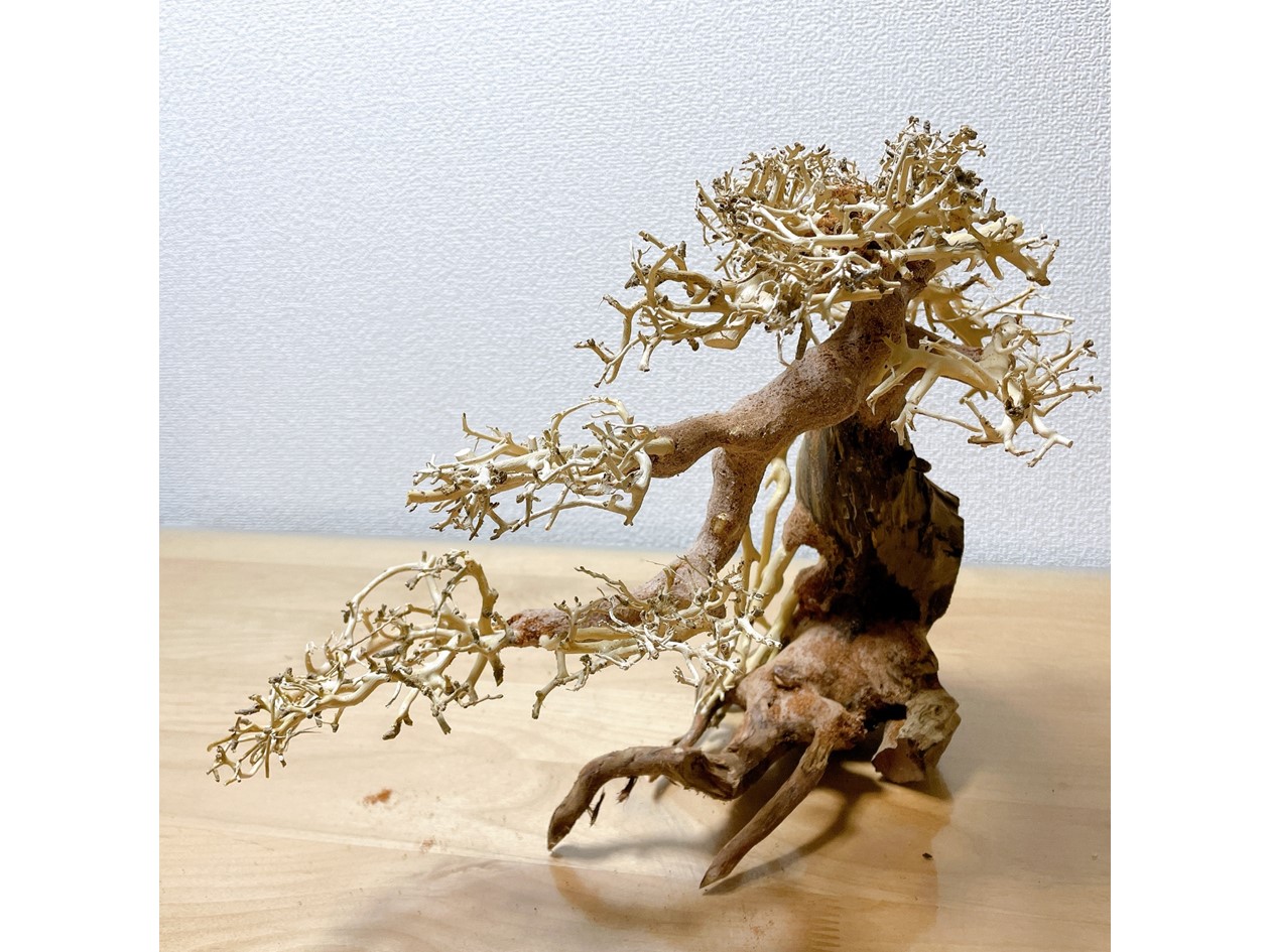 楽天市場】【ス送付無料・お買い得】吹き流し盆栽流木（水槽専用アート