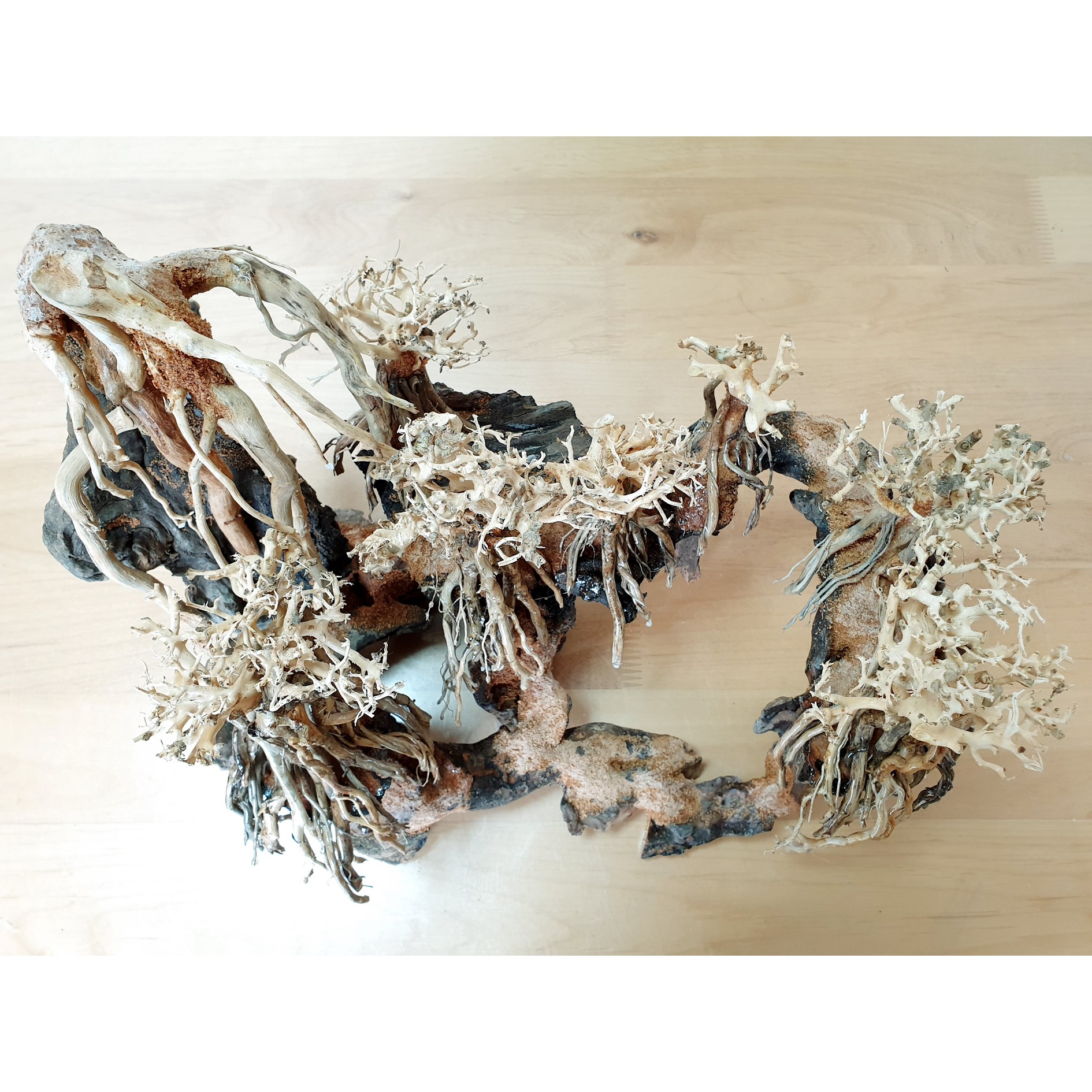 楽天市場】コンパクト キュービック熱帯雨林のバニヤン流木（水槽専用