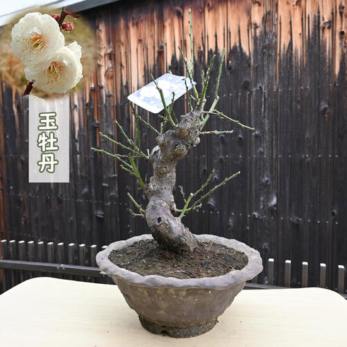 植木 盆栽 白梅」の人気商品一覧 | 安い商品を通販サイトから探す