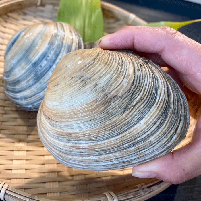 楽天市場】大アサリ 大あさり 冷凍 タレ付き 天然 1kg 愛知県 送料