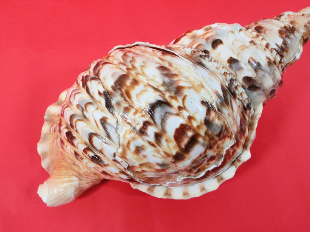 楽天市場】【訳あり】【法螺貝】ほら貝 大 34センチ : 三島屋楽器